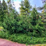 Smrek obyčajný (Picea abies) ´ACROCONA´ – výška 30-40 cm, kont. C7,5L